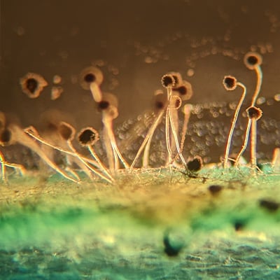 fungal pathogens on brown background